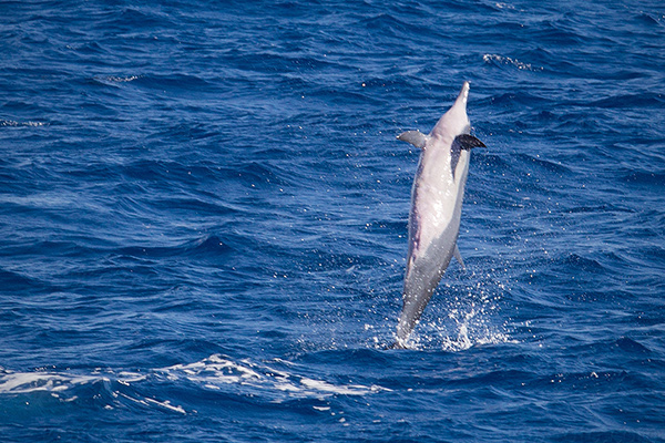 Spinner Dolphin Image @ Kiwifoto.com