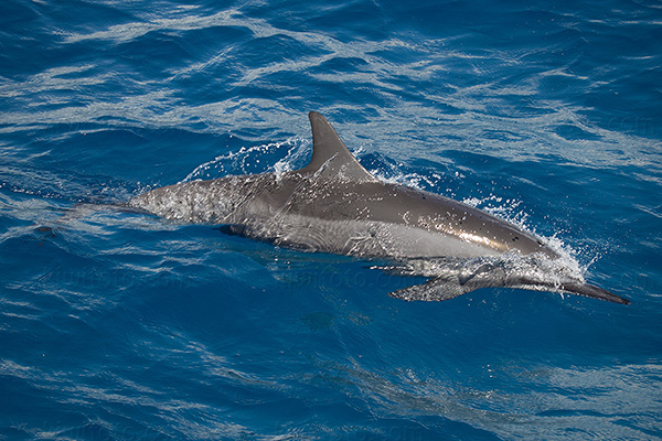 Spinner Dolphin Image @ Kiwifoto.com