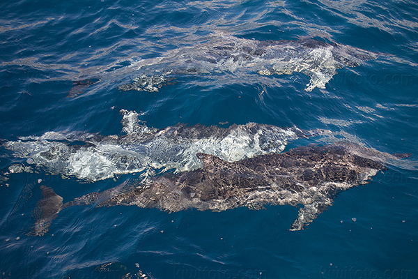 Spinner Dolphin Image @ Kiwifoto.com