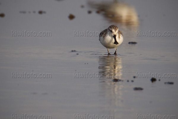 Spoon-billed Sandpiper Image @ Kiwifoto.com