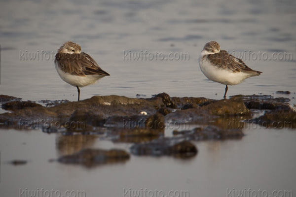 Two Spoon-billed Sandpipers