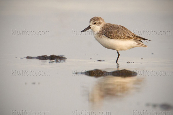 Spoon-billed Sandpiper