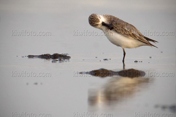 Spoon-billed Sandpiper Image @ Kiwifoto.com