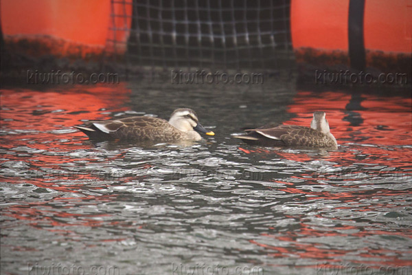 Spot-billed Duck Image @ Kiwifoto.com