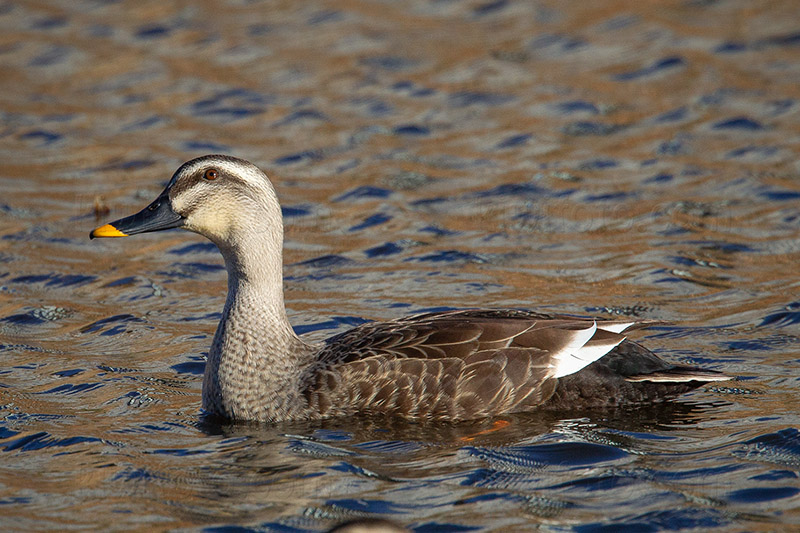 Spot-billed Duck Image @ Kiwifoto.com
