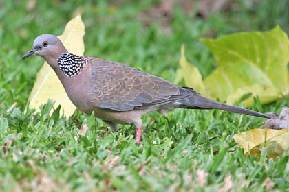 Spotted Dove Picture @ Kiwifoto.com