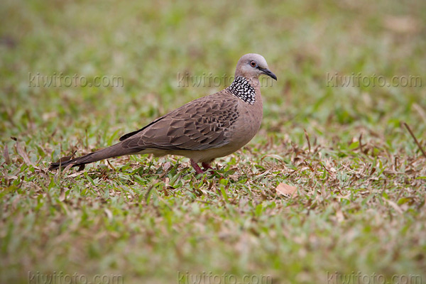 Spotted Dove Image @ Kiwifoto.com