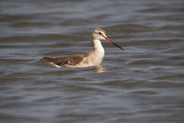 Spotted Redshank Image @ Kiwifoto.com