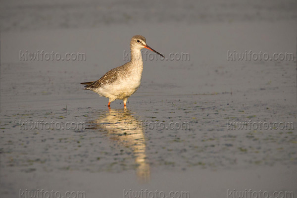 Spotted Redshank Image @ Kiwifoto.com