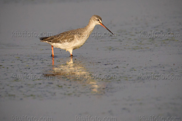 Spotted Redshank Image @ Kiwifoto.com