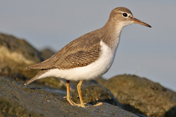 Spotted Sandpiper Picture @ Kiwifoto.com