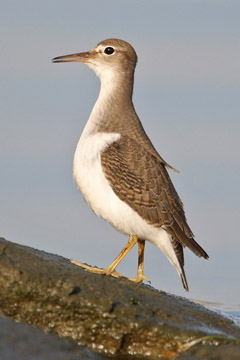 Spotted Sandpiper Image @ Kiwifoto.com