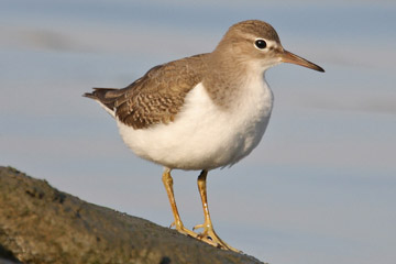 Spotted Sandpiper Picture @ Kiwifoto.com