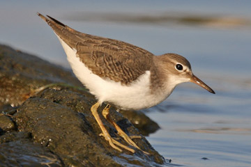 Spotted Sandpiper Picture @ Kiwifoto.com