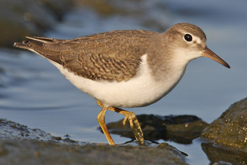 Spotted Sandpiper Photo @ Kiwifoto.com