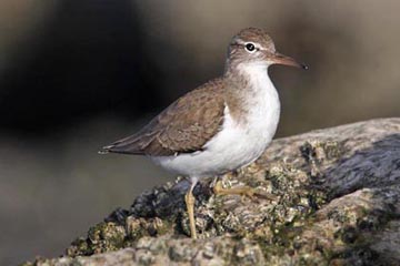 Spotted Sandpiper Photo @ Kiwifoto.com