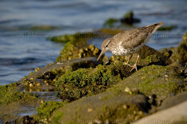 Spotted Sandpiper Picture @ Kiwifoto.com