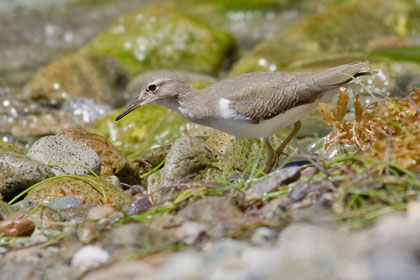 Spotted Sandpiper Photo @ Kiwifoto.com