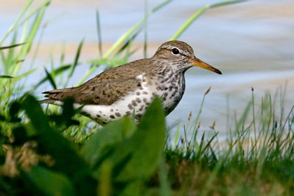 Spotted Sandpiper Image @ Kiwifoto.com