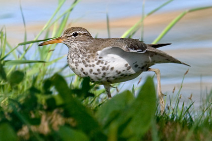 Spotted Sandpiper Image @ Kiwifoto.com