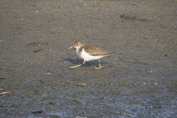 Spotted Sandpiper Image @ Kiwifoto.com