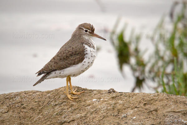 Spotted Sandpiper Picture @ Kiwifoto.com