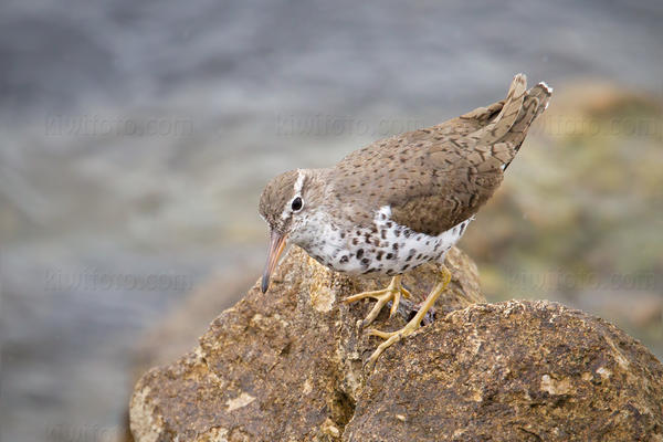 Spotted Sandpiper Photo @ Kiwifoto.com