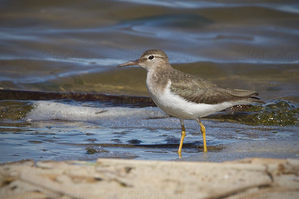 Spotted Sandpiper Photo @ Kiwifoto.com