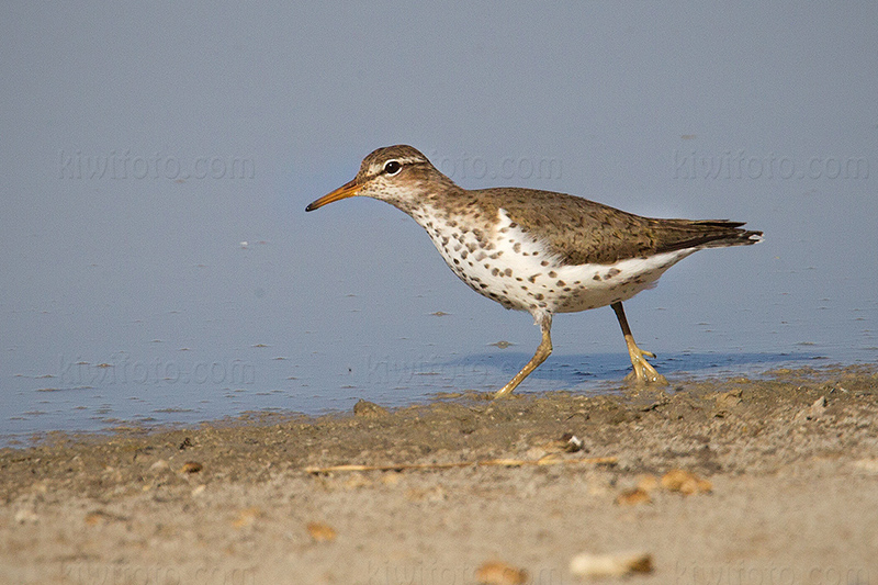 Spotted Sandpiper @ Lake Cochise - Willcox, AZ Spotted Sandpiper @ Lake Cochise - Willcox, AZ
