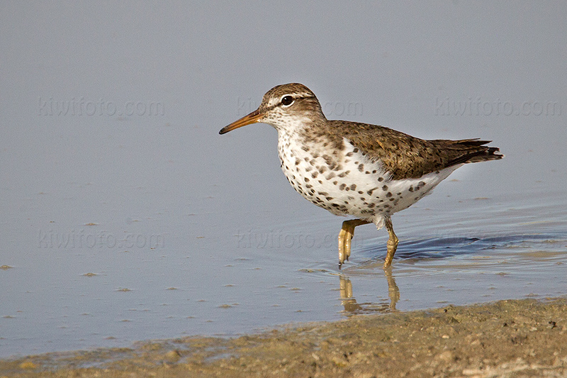 Spotted Sandpiper Image @ Kiwifoto.com