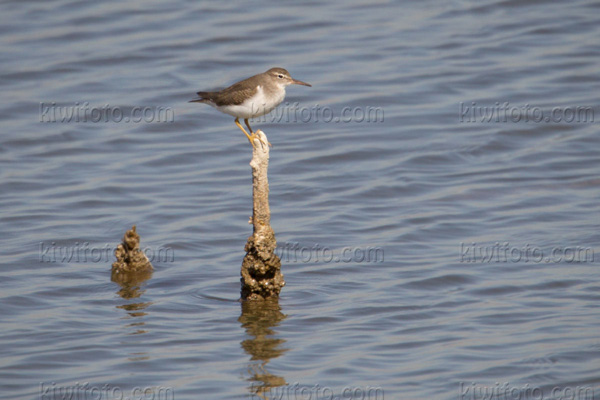 Spotted Sandpiper Image @ Kiwifoto.com