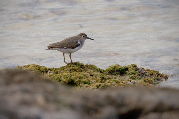 Spotted Sandpiper Image @ Kiwifoto.com