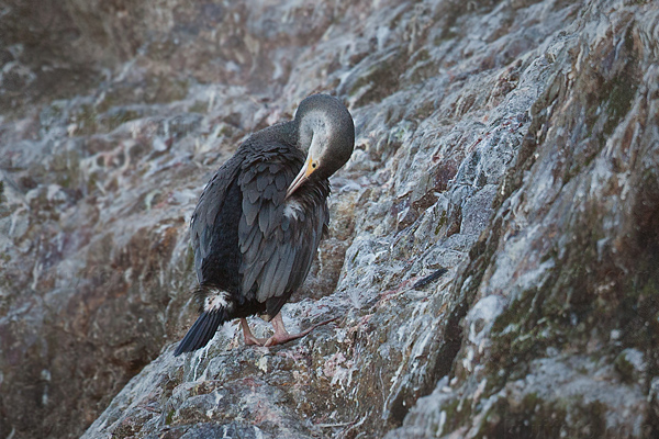 Spotted Shag