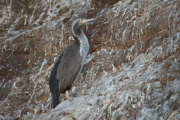 Spotted Shag Picture @ Kiwifoto.com