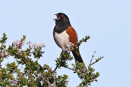 Spotted Towhee Image @ Kiwifoto.com