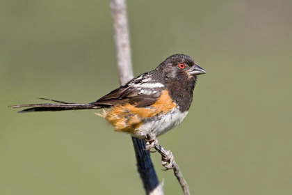 Spotted Towhee Image @ Kiwifoto.com