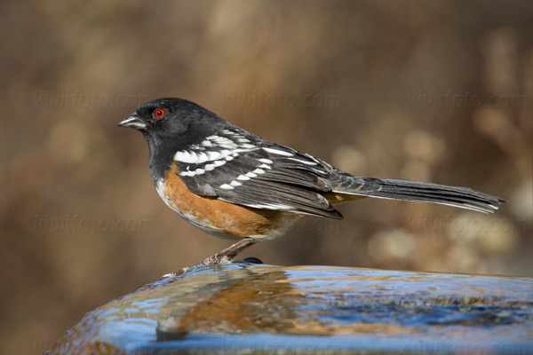 Spotted Towhee