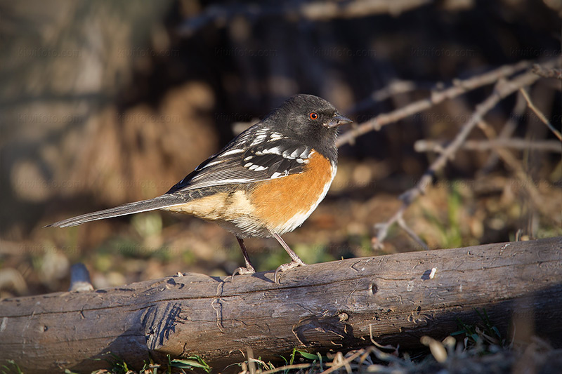 Spotted Towhee Photo @ Kiwifoto.com