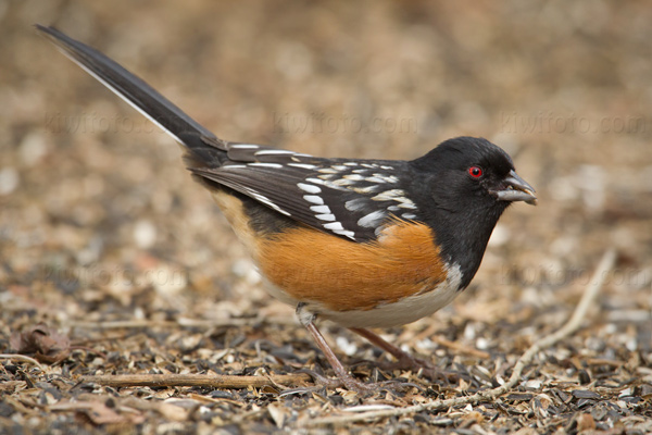 Spotted Towhee Photo @ Kiwifoto.com