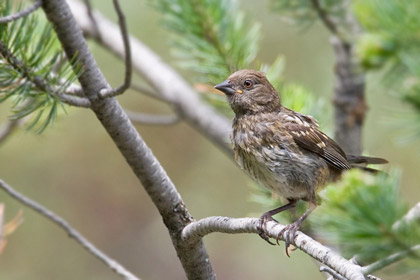 Spotted Towhee (juvenile)