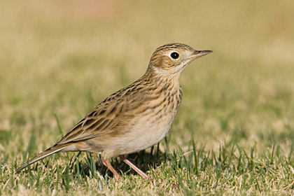 Sprague's Pipit Photo @ Kiwifoto.com