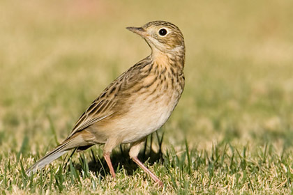 Sprague's Pipit