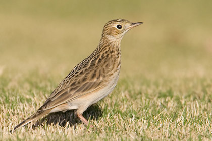 Sprague's Pipit Photo @ Kiwifoto.com