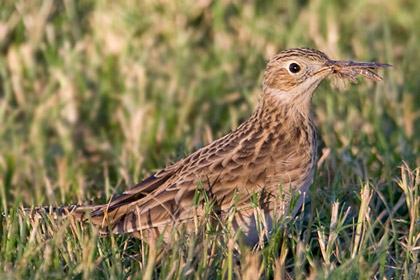 Sprague's Pipit Photo @ Kiwifoto.com