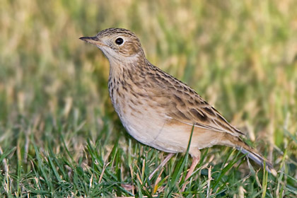 Sprague's Pipit Photo @ Kiwifoto.com