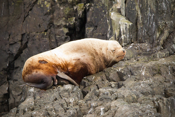 Steller Sea Lion Picture @ Kiwifoto.com