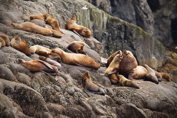 Steller Sea Lion Image @ Kiwifoto.com