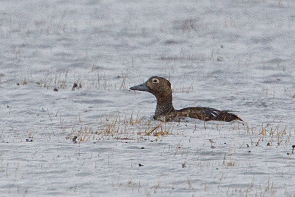 Steller's Eider Image @ Kiwifoto.com