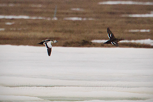 Steller's Eider Photo @ Kiwifoto.com