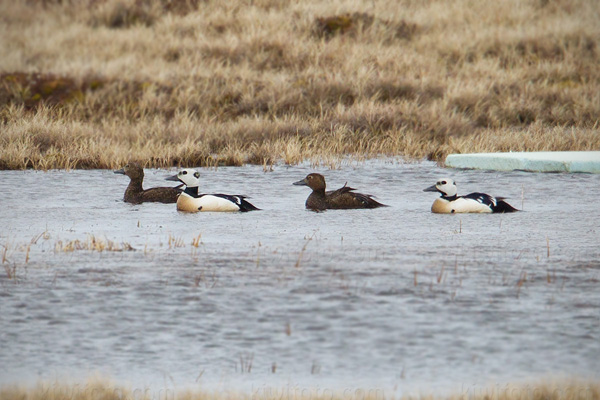 Steller's Eider